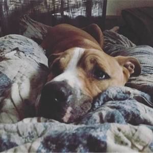 Meet your Posher, Nova